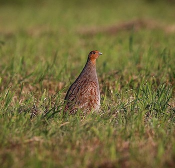 Курапатка шэрая / Семейство Фазановые - Phasianidae
Обычная гнездящаяся птица, ведет оседлый образ жизни. Распространение широкое, но неравномерно, в зависимости от качества угодий. Численность может сильно колебаться по годам в зависимости от погодных условий во время размножения и в период зимовки. Несколько чаще встречается на юго-западе и юге республики.

В Беларуси - P. p. perdix на западе и юге республики, P. p. lucida на остальной территории.
