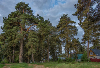 "Там нас порою сводили с ума сосны до неба..." / Вековые сосны в городе Конаково.