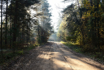 &nbsp; / свет падает на лесную дорогу прбиваясь сквозб ветви деревьев