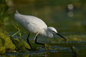 В засаде / Малая белая цапля.