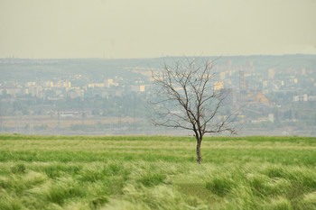 Дерево и птица. / Волгоградская область. Вид на часть города с правого берега Волги.