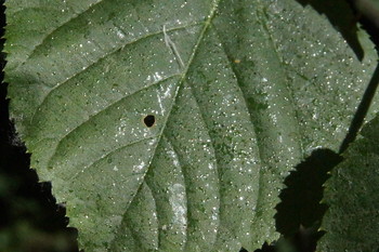 Липа липкая / Timiryazev park, Koptevo neighborhood, Moscow, Russia