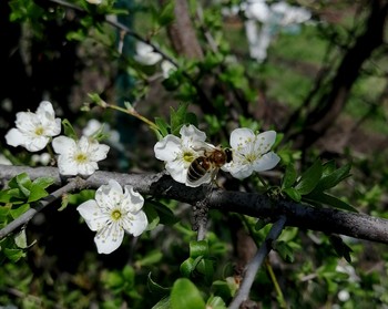 Сбор мёда / Весна, деревья цветут, пчёлки работают))
