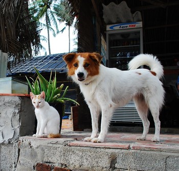 Друзья. / Пес и кот.
