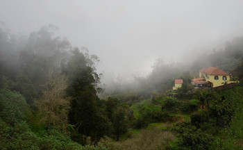 Утренний туман / о.Мадейра, в горах