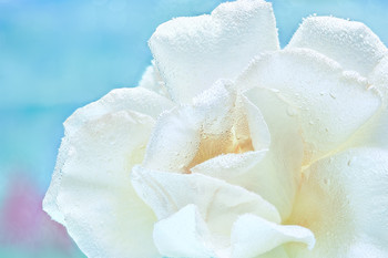  / rose