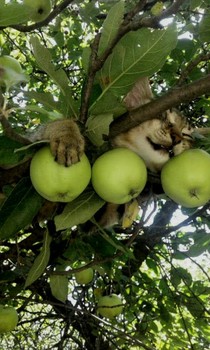 *САДОВНИК** / кот на яблони