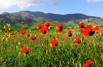 Горная лугостепь. / Горные лугостепи Армении разнотравны.-В мае цветут маки,ирисы, сон-трава и многое другое...