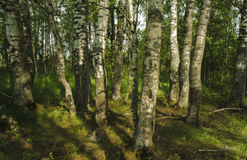 Берёзы. / Небольшой берёзовый лес в поле Смоленской области.