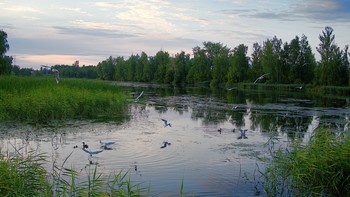 Стая чаек / Чайки кружат на одном месте