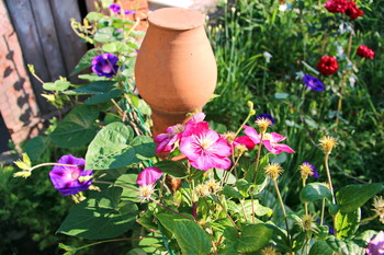 Сельские мотивы / Когда цветут летние цветы