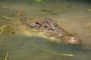 &quot;Что кушает за обедом крокодил?&quot; / Гребнистый крокодил (Crocodylus porosus)