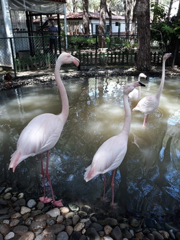 Розовые фламинго / Розовые фламинго