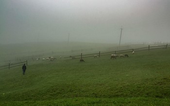 11 / Весенний отпуск в Закарпатье. Утро. Туман. Стадо с пастухом