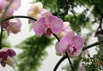 &nbsp; / Орхидея