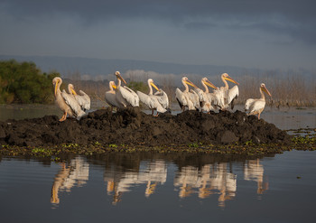 Группа товарищей / Пеликаны. Кения