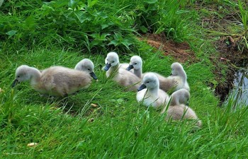 Маленькие лебеди :) / Альбом &quot;Птицы&quot;
http://fotokto.ru/id156888/photo?album=66725