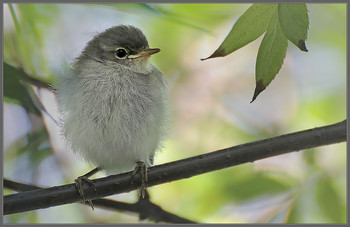 "Цыпленок вышел погулять" / Вроде бы птенец серой мухоловки