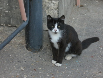 Свинонос / 2008 г., город Старица, тверская область