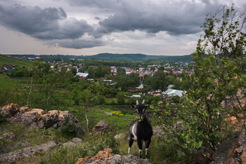 Портрет на фоне города / Козлик позировал не переставая жевать :)