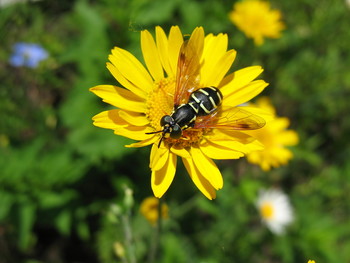 На "солнце" и под Солнцем! / Муха-журчалка и пупавка красильная.