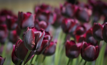 &nbsp; / Выставка тюльпанов в городском саду