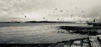 Птицы над городом / Португалия