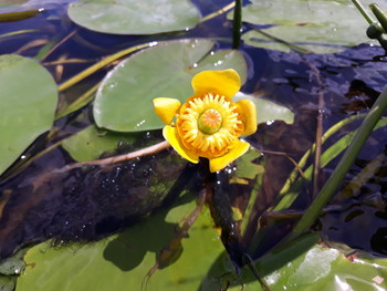 Солнечный цветок / Желтая кувшинка. Желтая кубышка