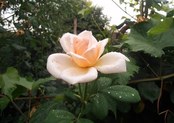 После дождя / вечер