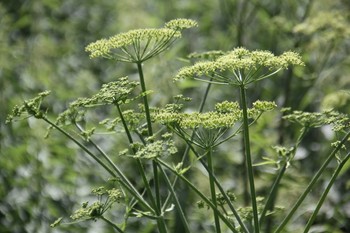 Botanical_Show / Ботаническое шоу! Это еще один мой Фотопроект, совместно с художником! Следите здесь https://www.instagram.com/annagoncharova30/ и ВКонтакте!