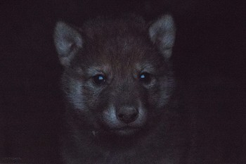 Волчонок глядит из логова / Ростовский биосферный заповедник. Долго искали логово, когда нашли уже было темновато, снято после заката.