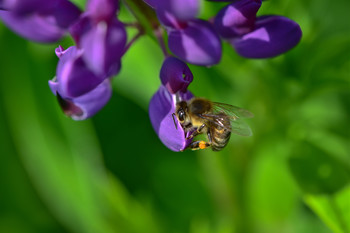 Пчела и синий цветок Люпин / ***