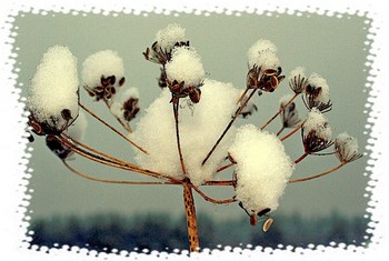 В снежных шапочках. / Зима помогает зимовать растениям.