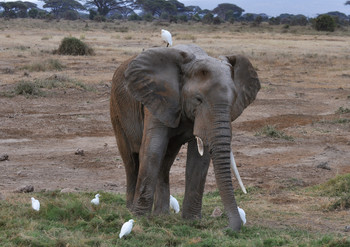 Бывалый / ...
