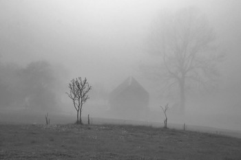 Деревца на фоне тумана / ***