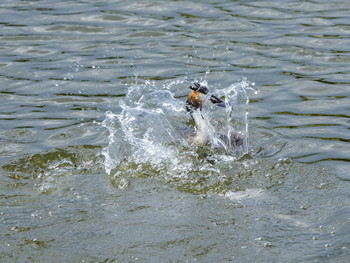Царевна Чомга. / Эту птицу редко увидишь летящей, но и в воде она способна подать себя красиво.