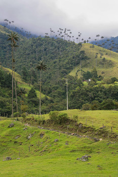Пейзаж с восковыми пальмами / Восковая пальма (Wax Palm, лат. Ceroxylon quindiuense) считается самой высокой пальмой в мире и является национальной эмблемой Колумбии