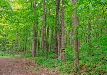 кленовый лес / в Онтарио, Канада