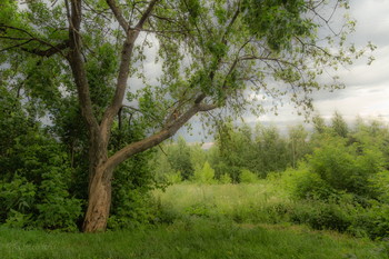 У старого дерева / Июль