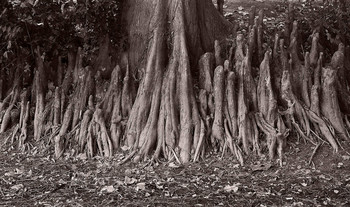 Паломники / корни дерева