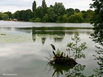 Серая цапля / Альбом "Птицы"
http://fotokto.ru/id156888/photo?album=66725
Альбом «Пейзаж»: http://fotokto.ru/id156888/photo?album=76852