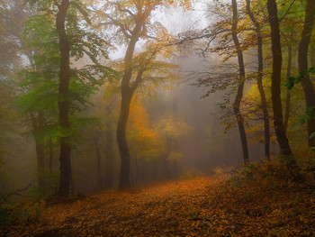 Осенний Чатыр-Даг... / Крым, Алуштинский район,снято у подножия плато Чатыр-Даг.