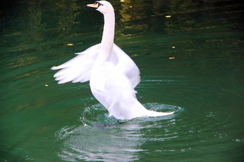 А белый лебедь на пруду... / В Парке южных культур в Адлере обитают такие красавцы!