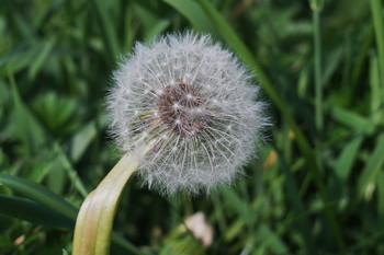 Но ветер подул - и тебя уже нет! / пиими