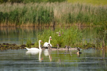 &nbsp; / Прекрасная лебединая семья на лесном озере.