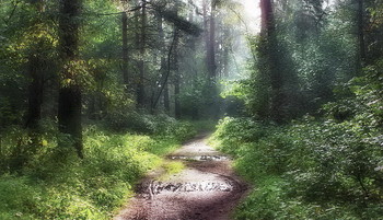 Утра звуки / Сосновый бор