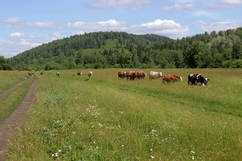 Паслись коровки на лугу / Просторы и коровки на лугу, пасутся самостоятельно.