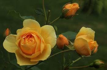 Удивительные солнечные краски ... / Лето - время прекрасных роз...