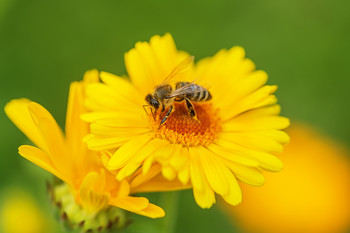 На солнечной поляночке / Пчелка на цветке календулы за пыльцой и нектаром