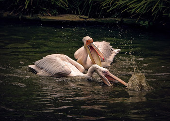 &nbsp; / БОРЬБА